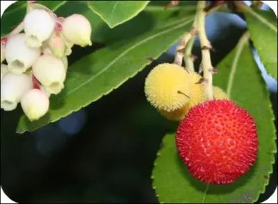 Quelle est cette fleur ?