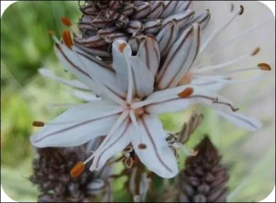 Quelle est cette fleur ?