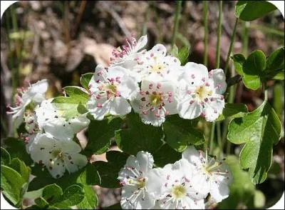 Quelle est cette fleur ?