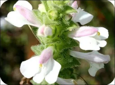 Quelle est cette fleur ?