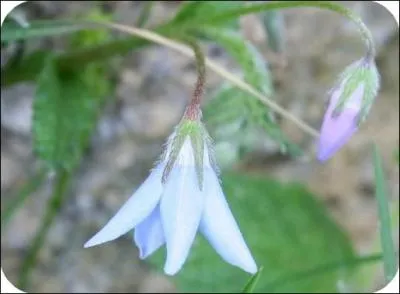 Quelle est cette fleur ?