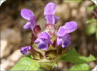 Quelle est cette fleur ?