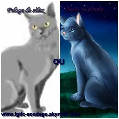 Qui est la chatte qui est morte en disant  Pelage de Silex et Patte de Brume qu'elle tait leur mre ?