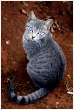 Quel est le nom du chat qui meurt mais revit dans le corps d'un chaton ?