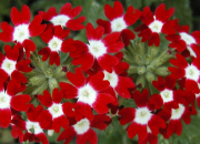 Quiz NE27 - Fleurs en rouge et blanc
