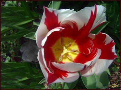 Quelle est cette fleur de la famille des Liliaceae dont l'tymologie perse signifie turban ?
