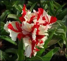 Aux ptales dlicatement cisels et gaufrs.