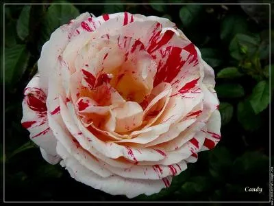 La reine des fleurs entre puret et passion.