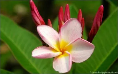 Arbre aux fleurs dont le parfum est envotant. Les femmes polynsiennes en portent une sur l'oreille droite quand elles recherchent une relation.