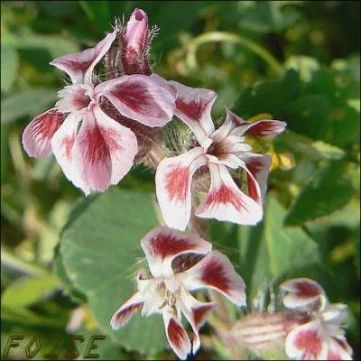 Plante velue aux fleurs rouges bordes de blanc particulirement remarquables.