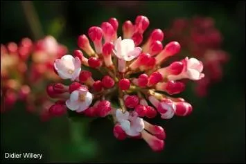 Arbre de la famille des Caprifoliaceae dont le bouton floral est rouge. La fleur blanche dgage un parfum suave.
