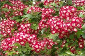 Mais oui, c'est une aubpine, superbe avec ses petites fleurs simples d'un trs joli rouge avec un coeur blanc, convenez-en. Quel est son nom scientifique ?