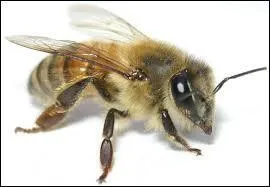 Quelle est la dfinition d'apiculture ?