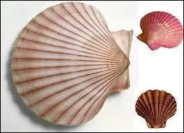 Comment appelle-t-on l'levage des coquilles Saint-Jacques ?