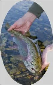 Quel nom porte l'levage de truites ? (attention  l'orthographe)