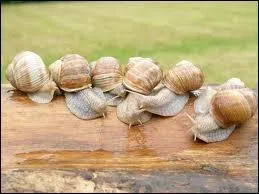 L'levage d'escargots comestibles se nomme ...