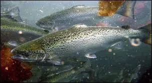 Comment se nomme l'levage de saumons ?