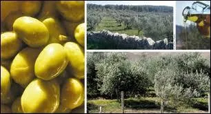 La culture et l'exploitation des oliviers se nomme ...