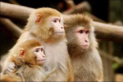 Est-ce qu'il s'agit d'un flin ?