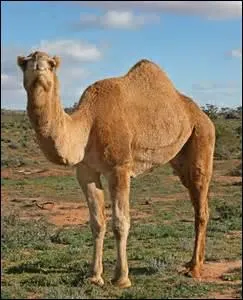 Quel est cet animal ?