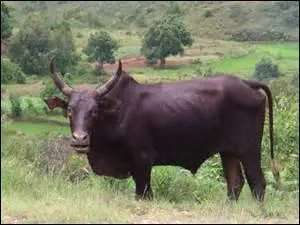 Quel est cet animal ?