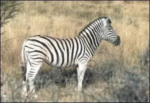 Quel est cet animal ?