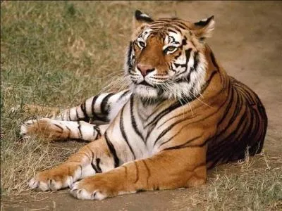 Quel est cet animal ?