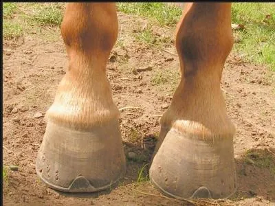 Comment s'appelle le pied du cheval ?