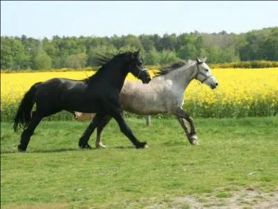Qu'est-ce que la robe d'un cheval ?