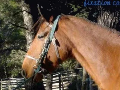 Que mettons-nous sur la tte du cheval pour monter ?