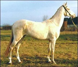 De quelle couleur de robe ?