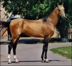 De quel hauteur de garrot ?