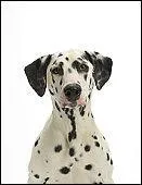 Quelle est cette race de chien ?