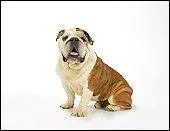 Quelle est cette race de chien ?