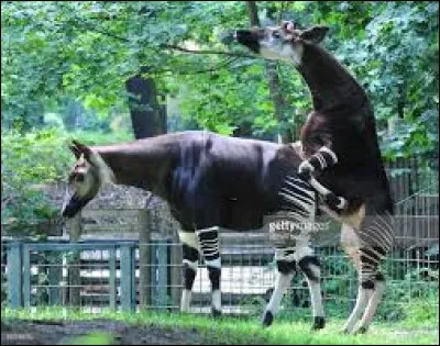 Quelle la bonne orthographe de ce singulier ruminant d'Afrique ?