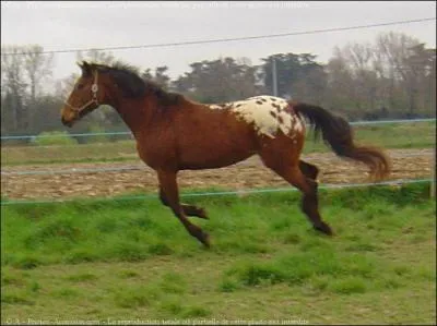 Et lui quelle est sa race ?