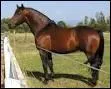 Quelle est la race de ce joli cheval ?