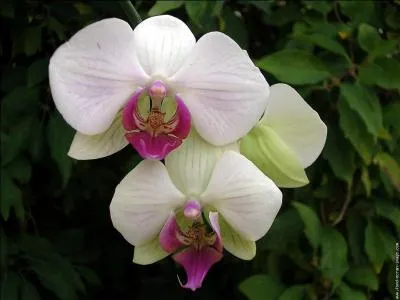Quelle est la capacit de l'orchide observe par le clbre botaniste Jean-Marie Pelt ?