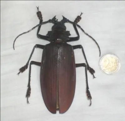 Quel est le plus gros coloptre connu  ce jour ?