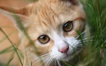 Quiz Felins
