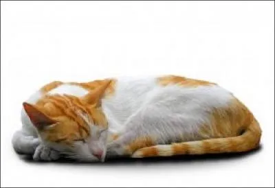 Combien de temps un chat consacre-t-il  sa sieste ?