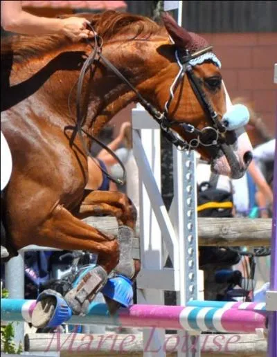 Combien doit on avoir de galops pour enseigner ?