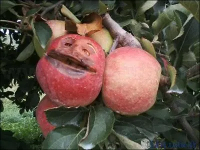 C'est l'histoire d'une pomme ! Parmi ces varits, laquelle n'est une varit de pomme ?