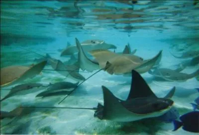 O se trouve le Belize ?