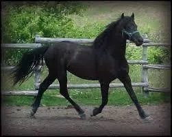 Quelle est cette robe ?