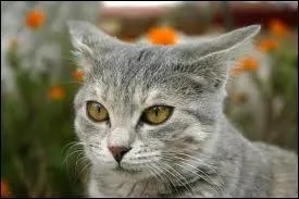 Qui a tu Fleur de Lune ?