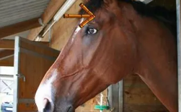 Quiz Galop 3