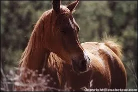 Quelle est la race du cheval sur la photo ?