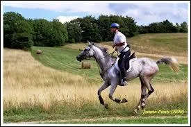 Quelle est la race pour faire des courses d'endurance ?