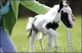 Quel est le plus petit cheval au monde ?